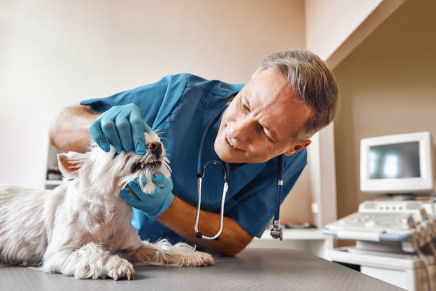 Best Same-Day Emergency Dentist in White Oak, PA